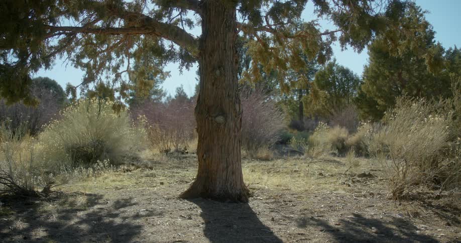 A view of a tree outdoors