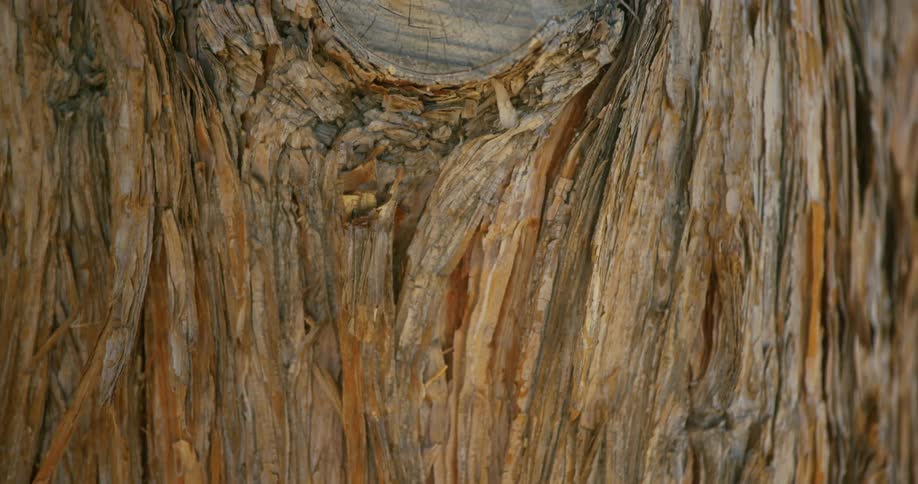 Branches are cut flush to the bark on a large tree