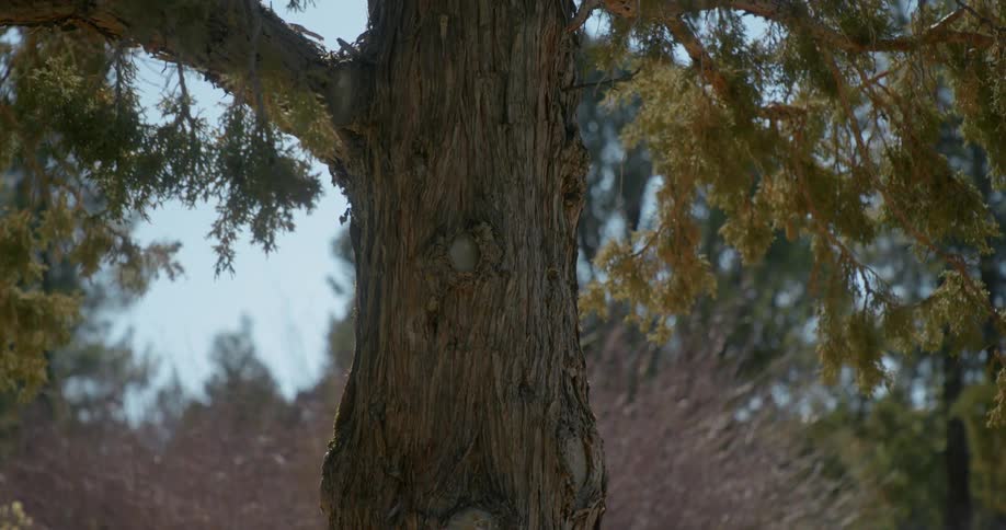 A tall tree blows in the wind
