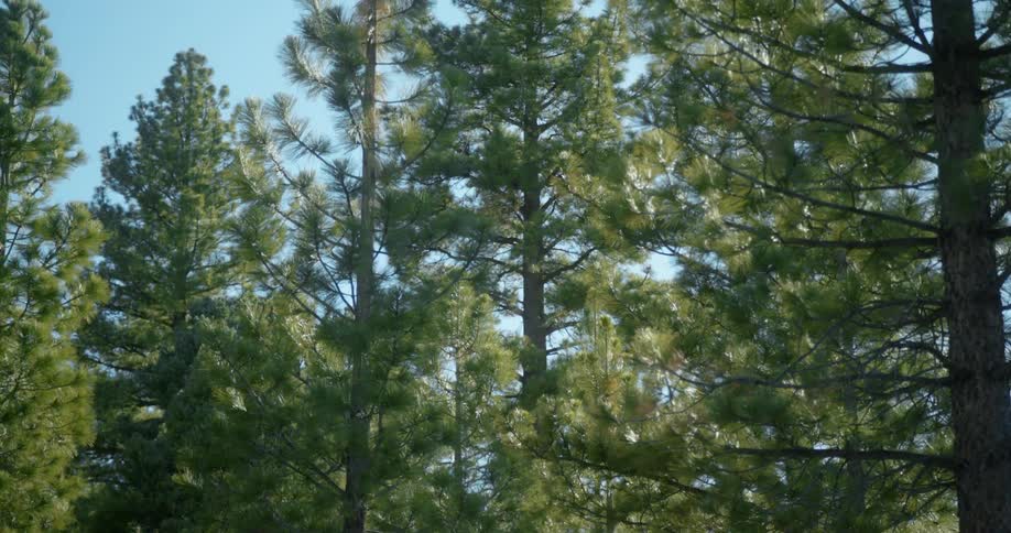 Green of trees in forest contrasts with blue of sky