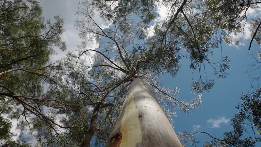 Long tree trunk against the cloudy sky in the forest