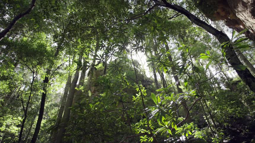 Bright sun shines through tree tops in forest