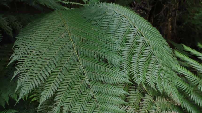 Leaves on a large tropical plant in the wind