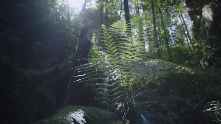The sun is shining into the forest