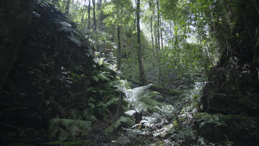 The dark forest leads uphill