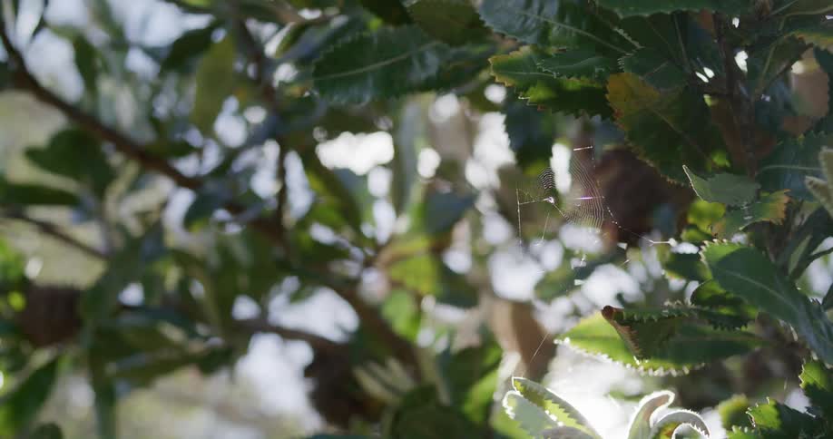 Spider web between leaves on a tree during the day