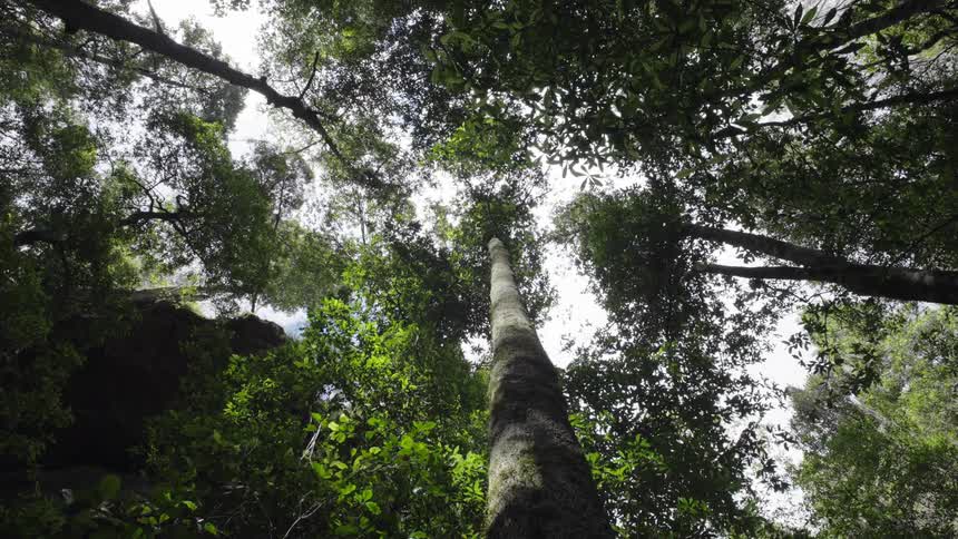 Cloudy sky peaks through tree tops in forest