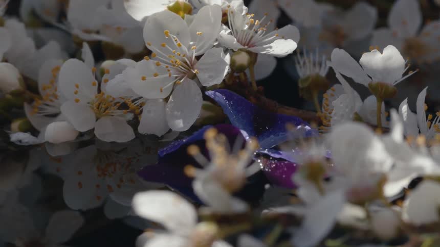 The sun shines upon white flowers moving in the breeze as they reflect on the water