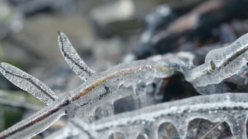 The branches are covered in ice