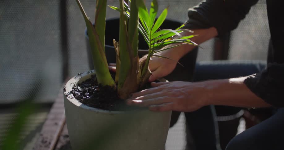 A man pats soil down in a potted plant