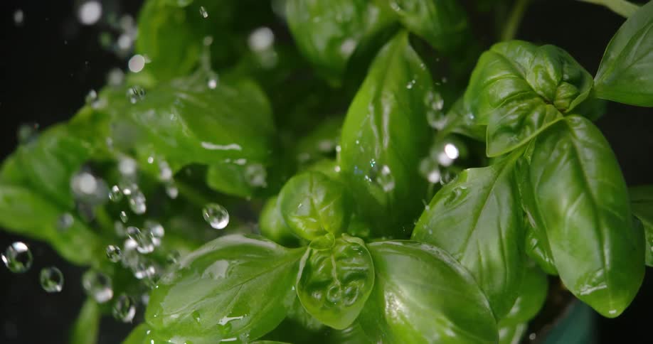 Droplets of water fall onto the leaves of a plant