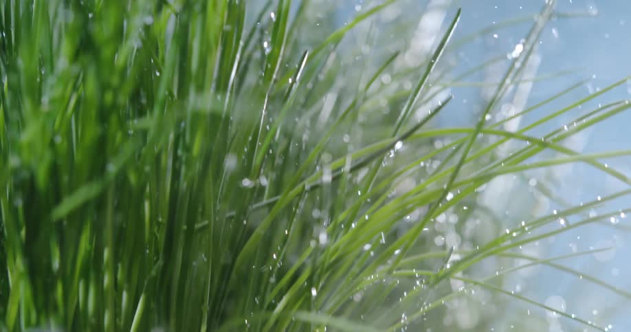 Water is pouring on the grass