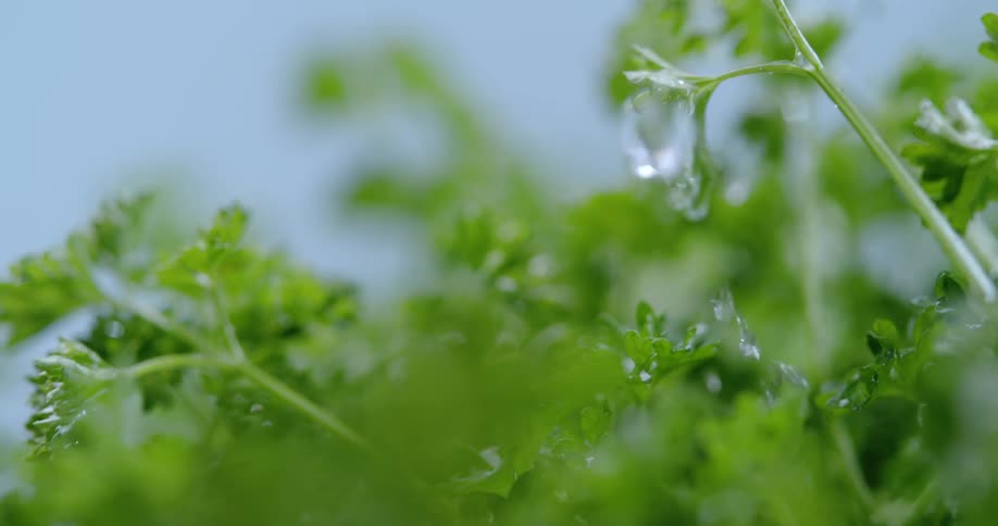 Water splashes on the plant