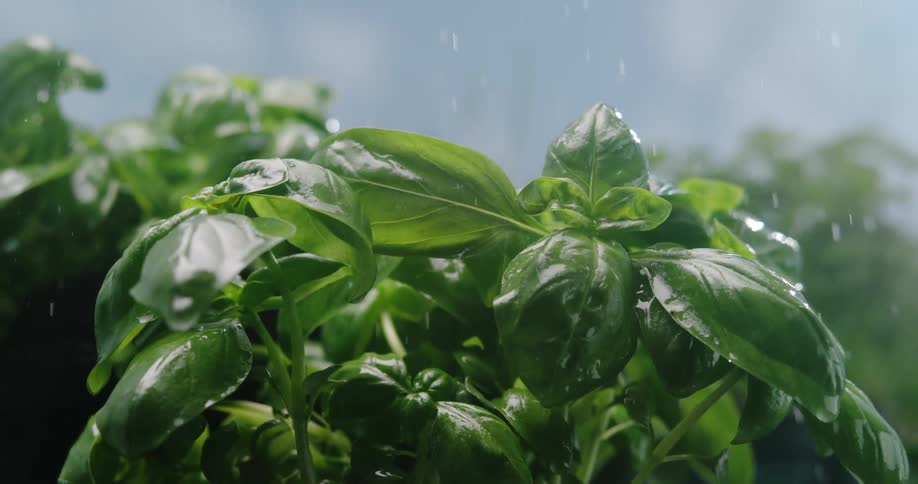 Water rains down upon a leafy green plant and its leafs glisten with moisture