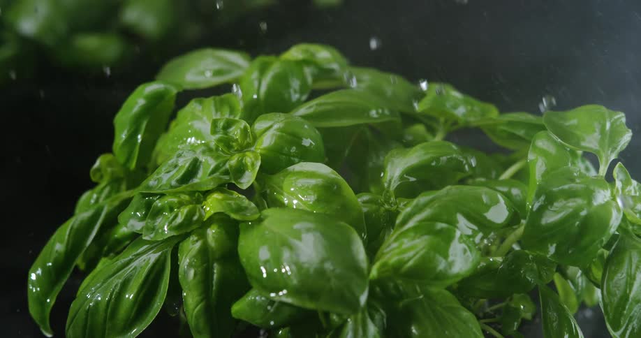 Rain is watering the green leafy plants