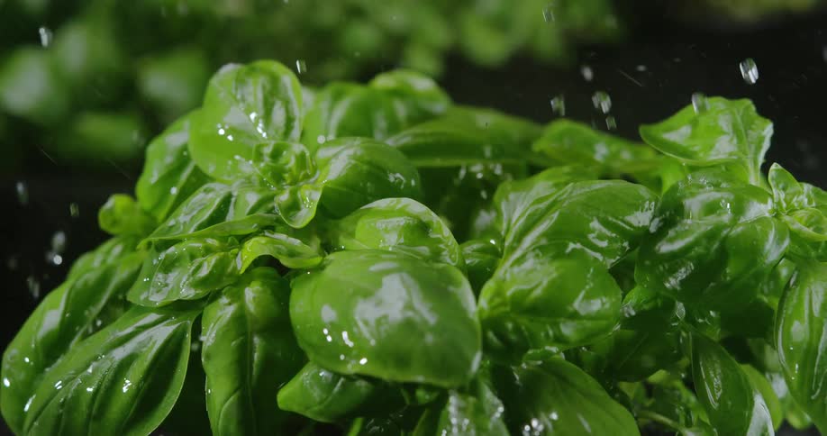 Close up view of water droplets falling on a plants is displayed