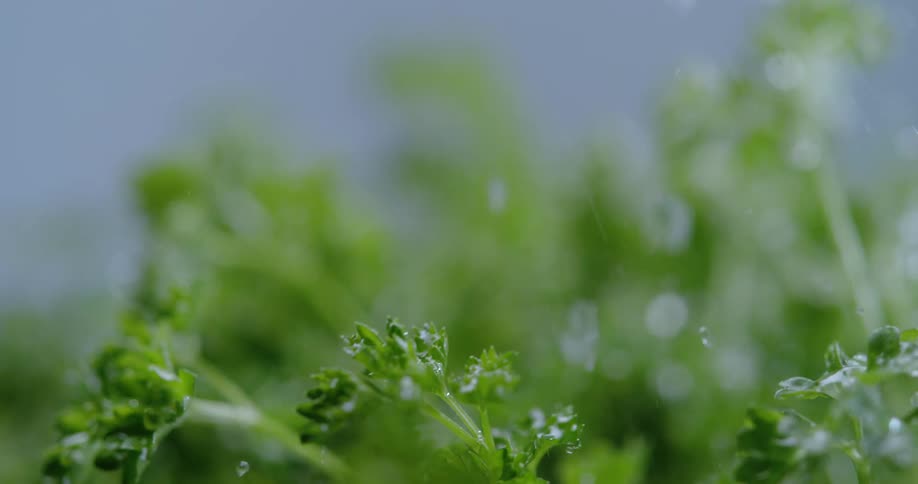 Water rains down upon a leafy green plant and cause its leafs to jostle