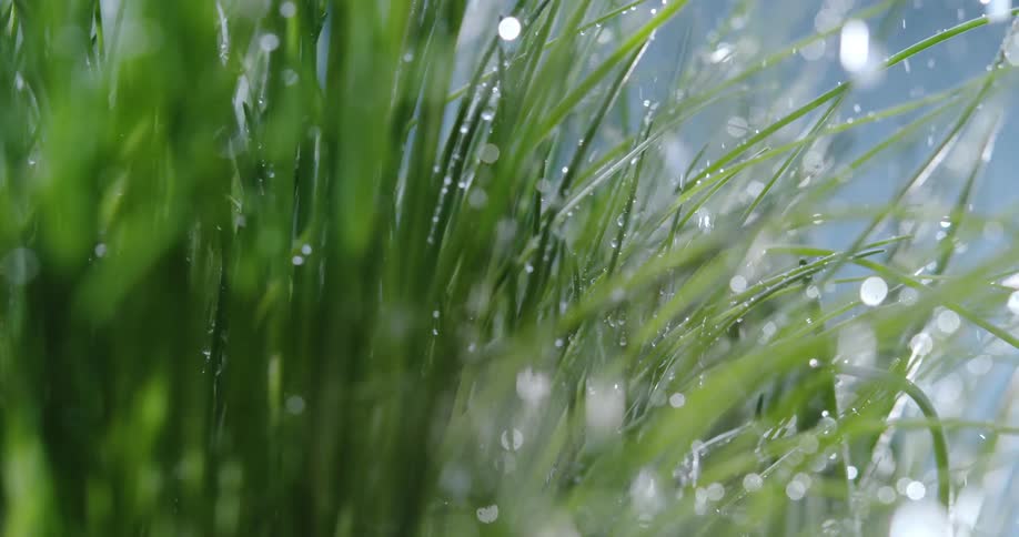 Rain falling on a plant outdoors