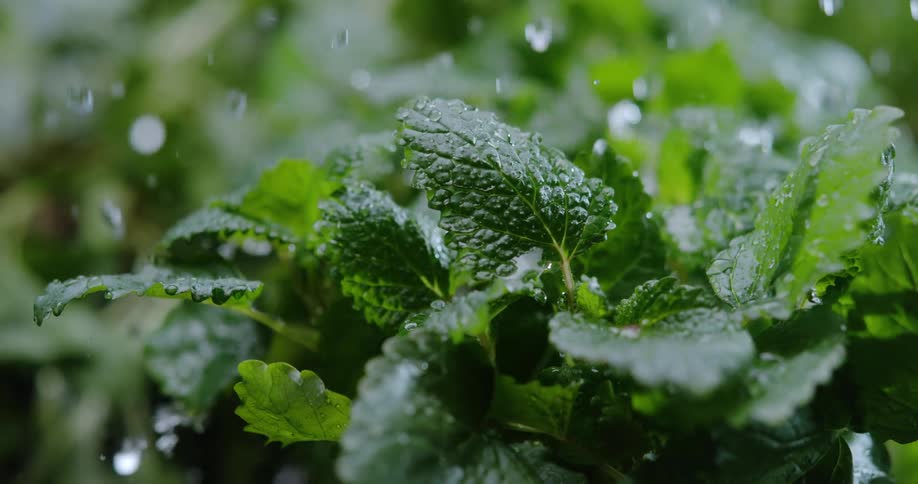 Water is poured on an herb plant outdoors