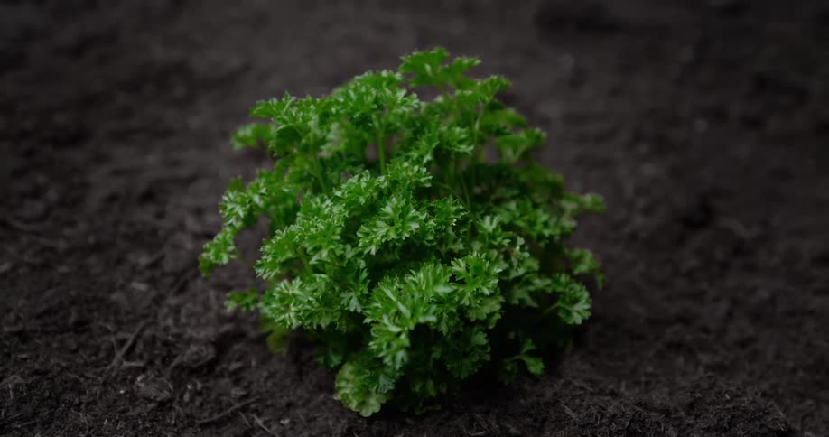 A plant is growing out of a hole in the soil