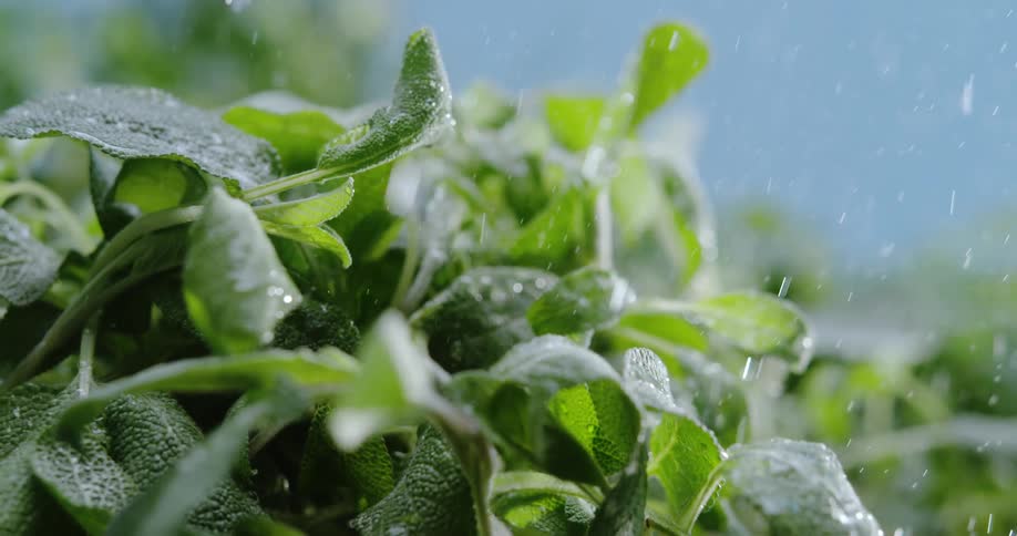 Rain falling on plants outdoors