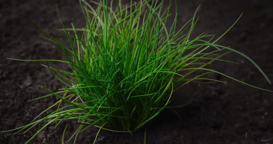 Blades of grass emerge from the soil while growing
