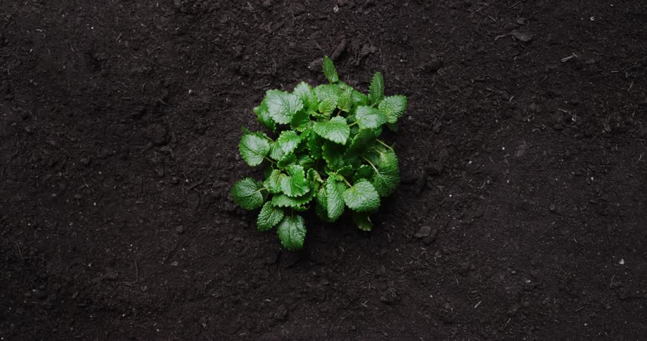 The plant sprouts from the dirt
