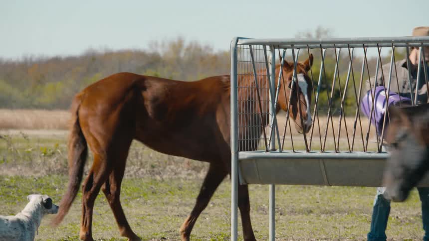 A man pours feed into a trough for his horses as his dog watches nearby