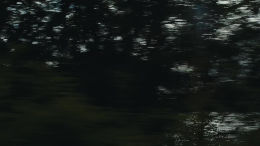 A lake is behind the trees