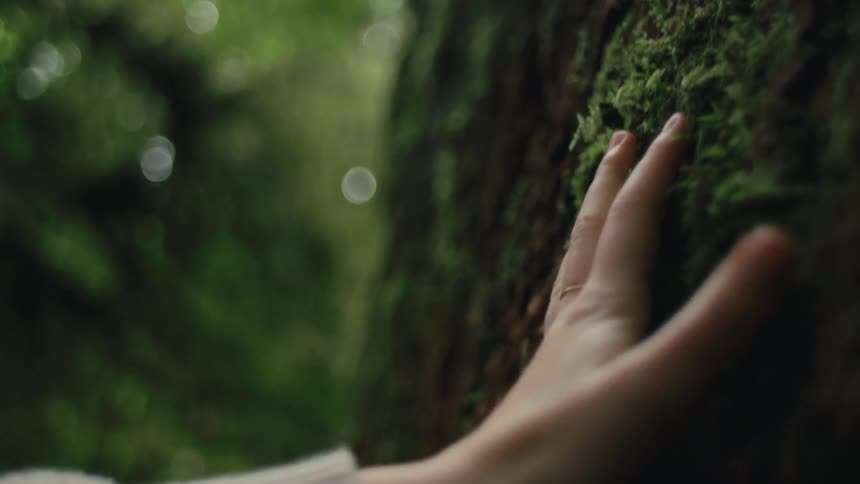 A child places their hand on a tree trunk and feels the bark and moss growing on it