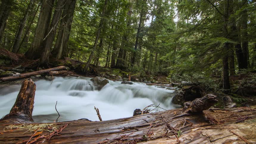 Stream water flows through woods