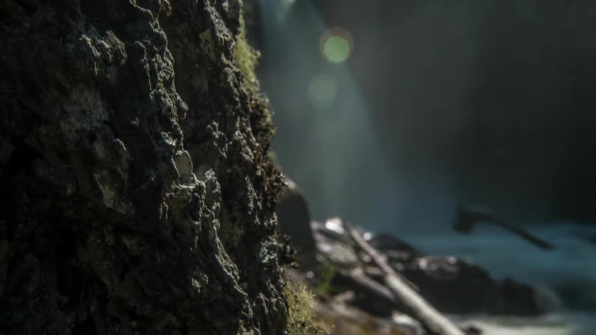 A tree near water