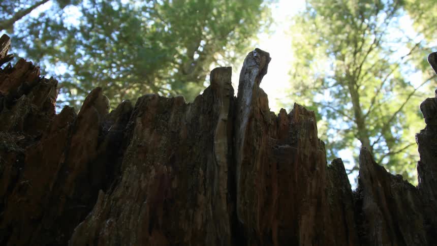 Sunlight shining through trees above a tree stump