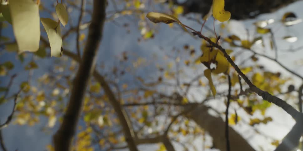 The thin branches of tree on a sunny day