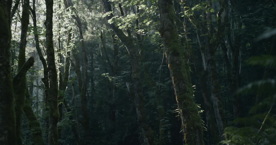 The forest is dark during the day