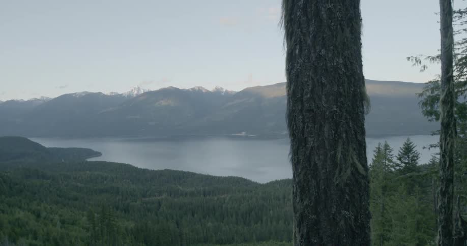 The forest is thick by the mountains