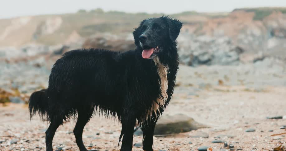 A dog is standing outdoors in an open landscape
