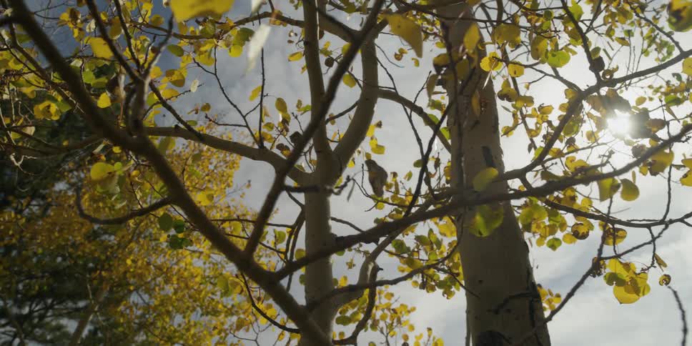 Sunlight shines through the branches of a tree in a woodland during the day