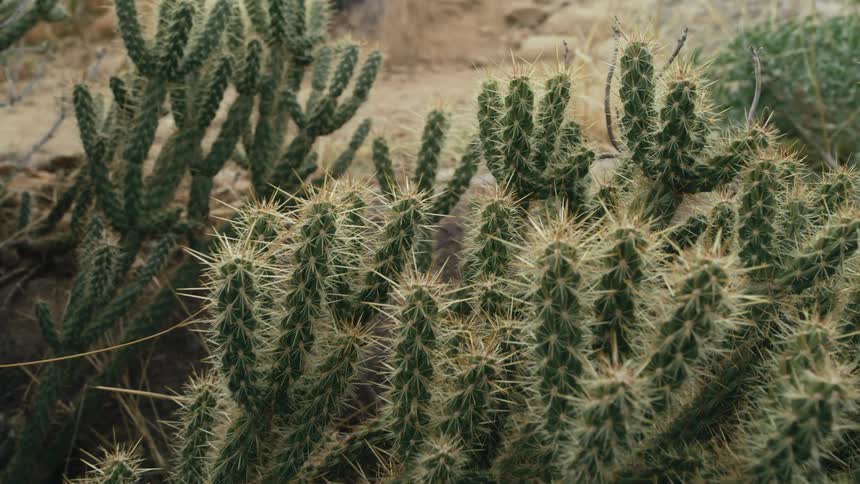The sun shines on cane cholla cactus in the desert