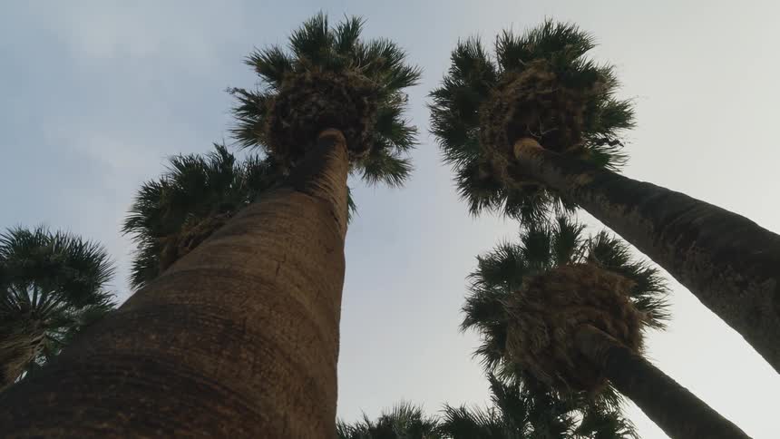 A group of tall trees under a daytime sky
