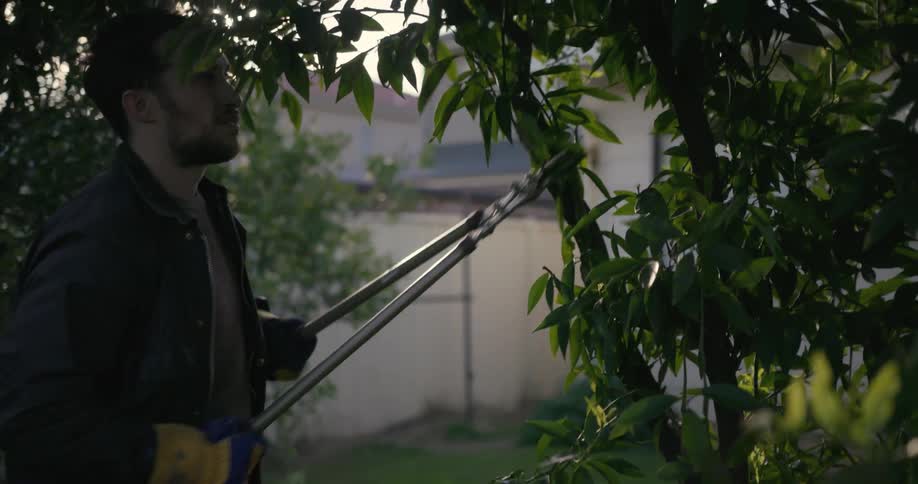 A man prunes branches off a tree
