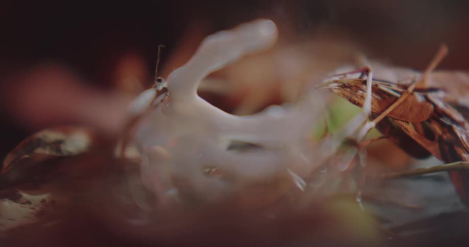 Close up of a toy skeleton hand over dry leaves next to a pumpkin