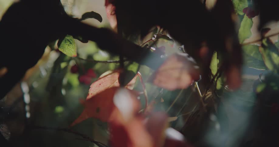 Haze covers the leaves