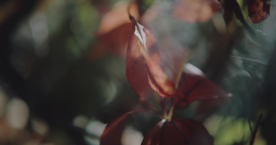 Smoke rises over the leaves