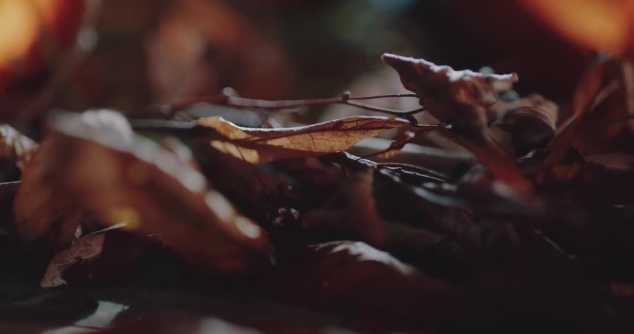 A view of leaves on the ground in the forest