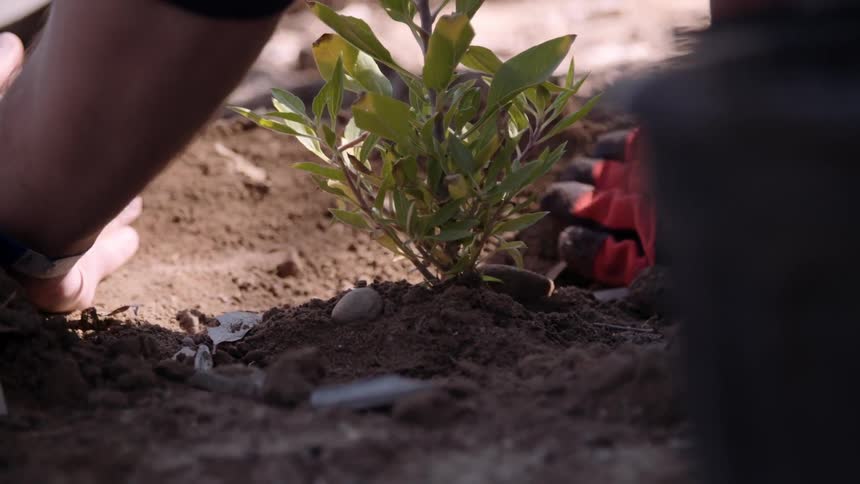 People pat down the soil around a new plant in a garden