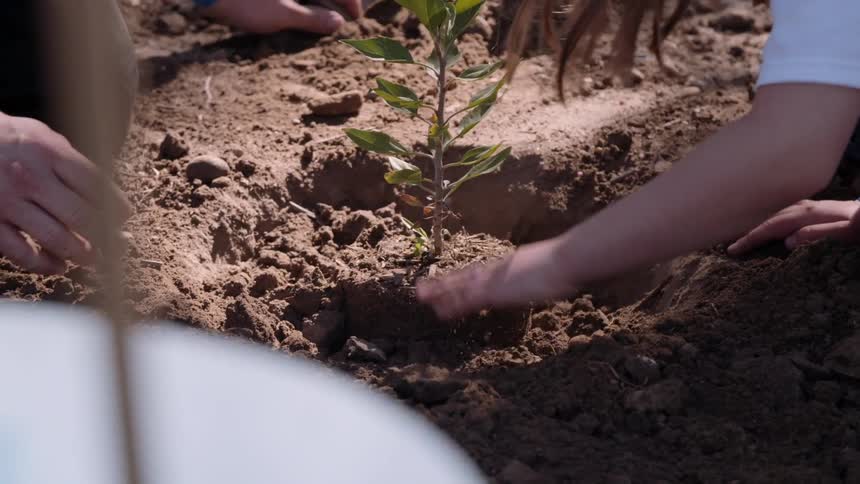 A man and girl plant a tree
