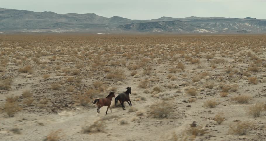 Horses are running on the desert outside