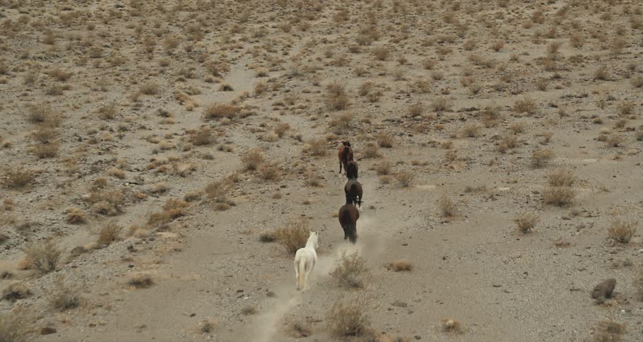 A group of horses are running in the open field
