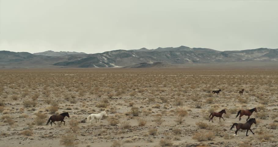 Horses are running in the desert